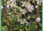 saxifraga cuneifolia variegated