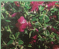 scutellaria suffrutescens texas rose